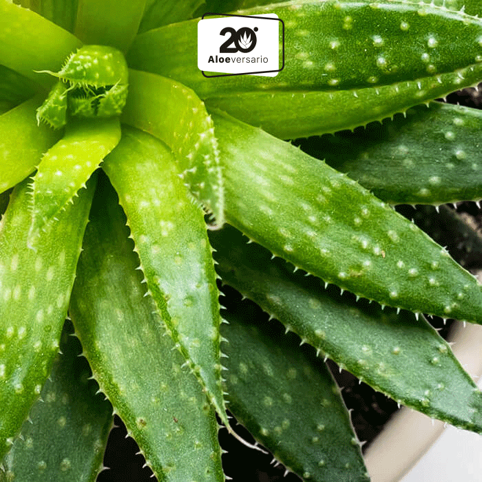 Linea aloe