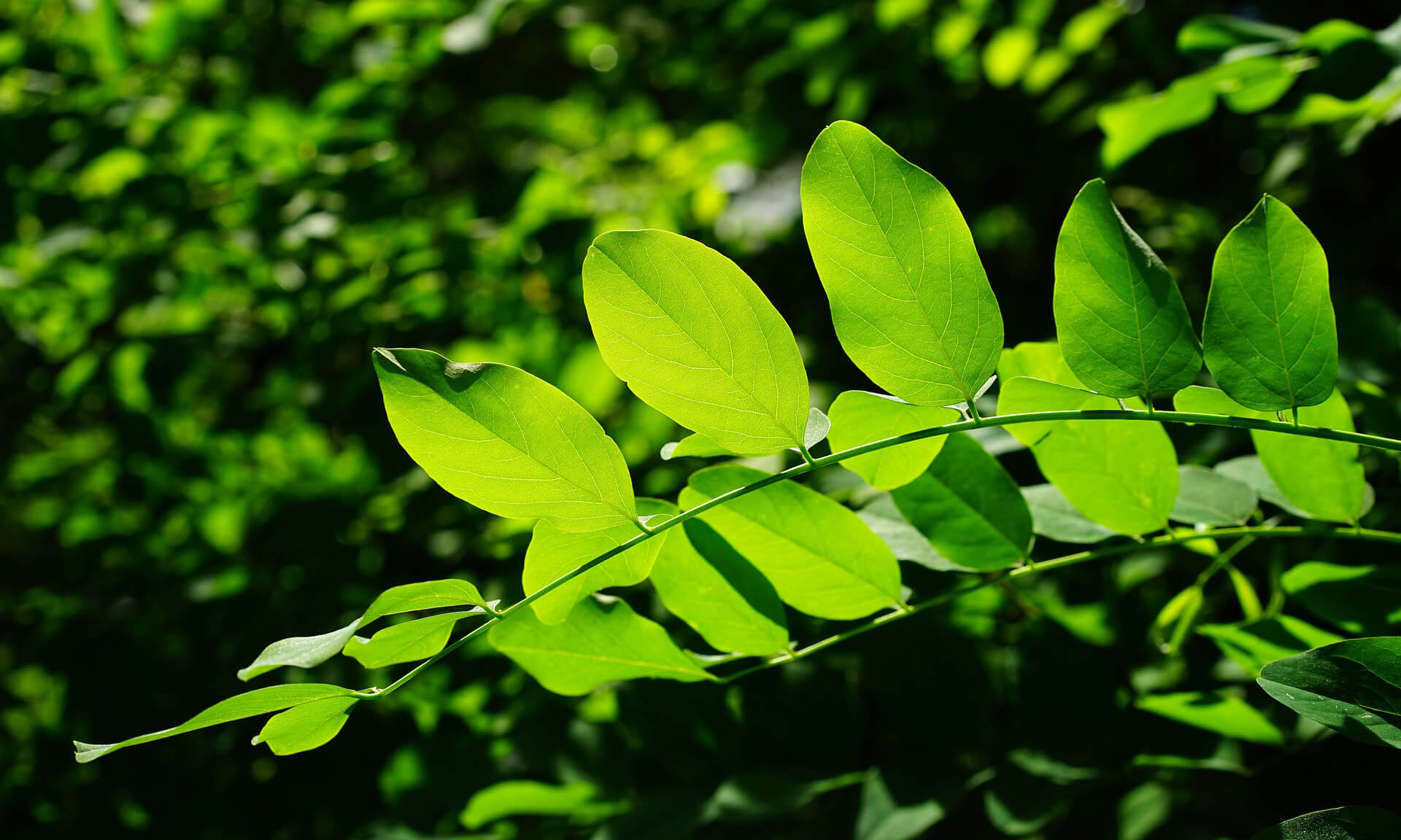 Clorofilla, una sostanza naturale per ottenere un alito fresco.